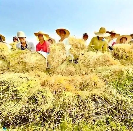 菲律宾将推出本地优质大米品牌